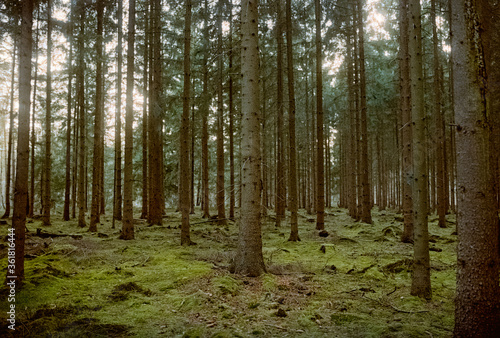 In den Wäldern bei Tostedt © Till Heidrich