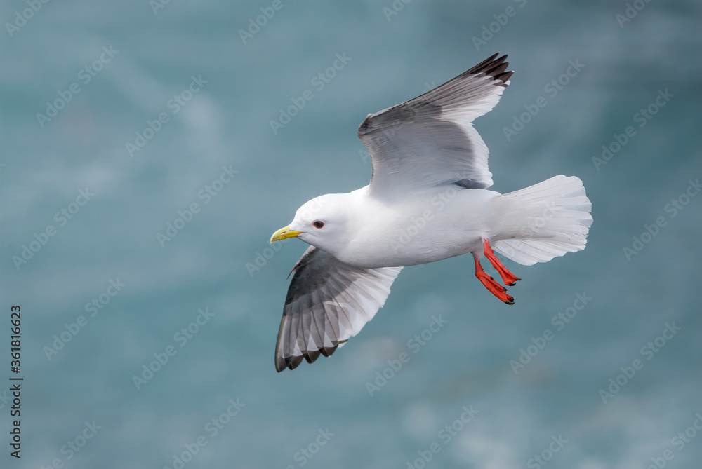 Red-legged Kittiwake (Rissa brevirostris) at St. George Island, Pribilof Islands, Alaska, USA Red-legged Kittiwake (Rissa brevirostris) at St. George Island, Pribilof Islands, Alaska, USA