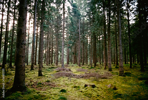 In den Wäldern bei Tostedt © Till Heidrich