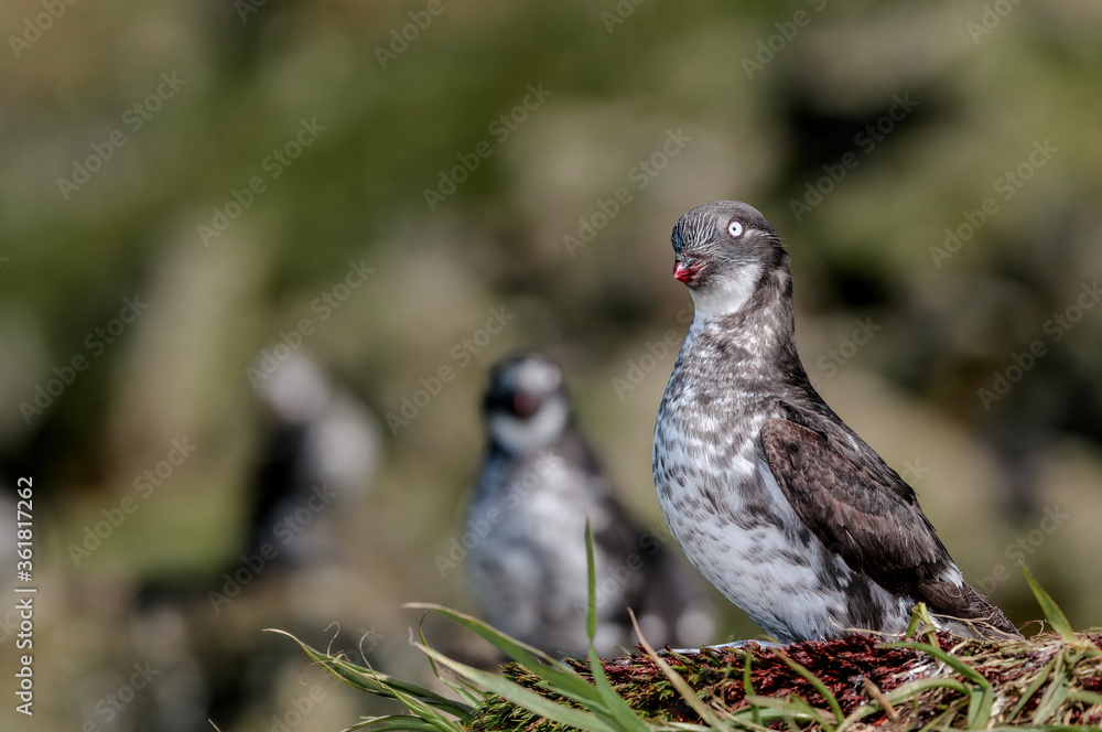 Least Auklets (Aethia pusilla) at colony, St. George Island, Pribilof Islands, Alaska, USA Least Auklets (Aethia pusilla) at colony, St. George Island, Pribilof Islands, Alaska, USA