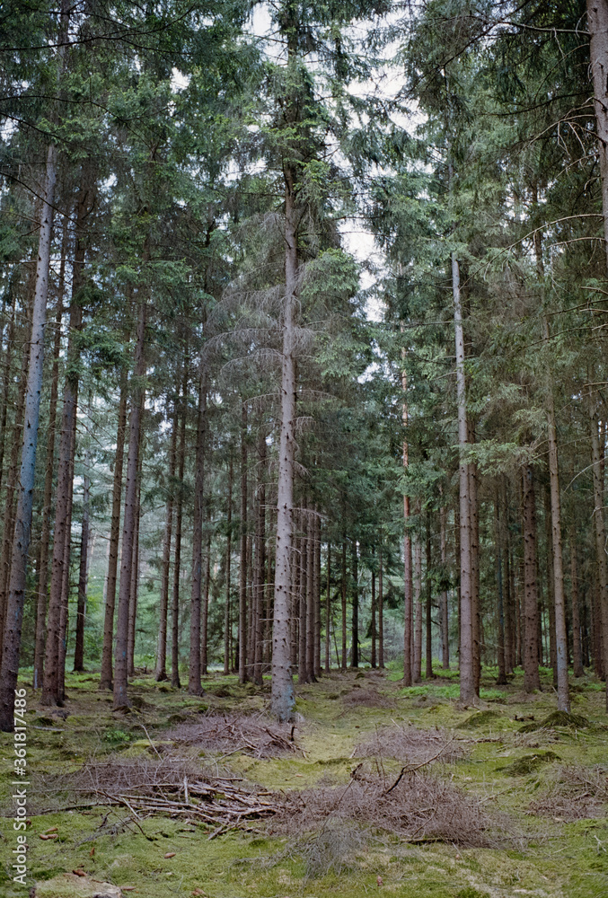 In den Wäldern bei Tostedt In den Wäldern bei Tostedt
