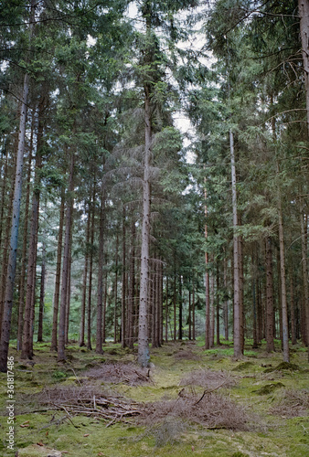 In den W  ldern bei Tostedt