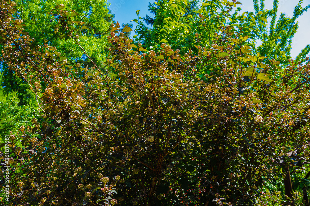 Huge bush of flowering Ninebark shrub or Physocarpus opulifolius Diabolo, Diablo Ninebark against blue sky. Selective focus. Place for text. Spring landscape. Atmosphere of calm and conciliation. Huge bush of flowering Ninebark shrub or Physocarpus opulifolius Diabolo, Diablo Ninebark against blue sky. Selective focus. Place for text. Spring landscape. Atmosphere of calm and conciliation.