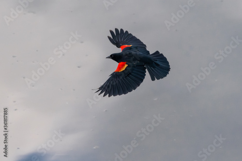 Slika na platnu Red-winged Blackbird (Agelaius phoeniceus)