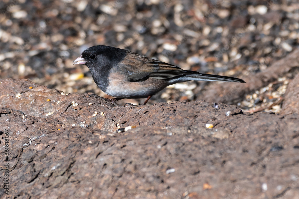 Fototapeta premium Dark-eyed Junco (Junco hyemalis)