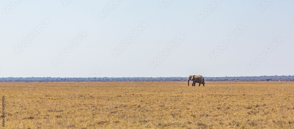 A big elephant crossing, Etosha national park, Namibia, Africa A big elephant crossing, Etosha national park, Namibia, Africa