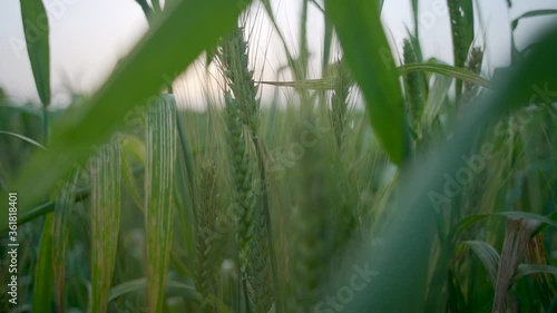 Wheat in the field,
Wheat oats, green wheat, wobble in the wind photo