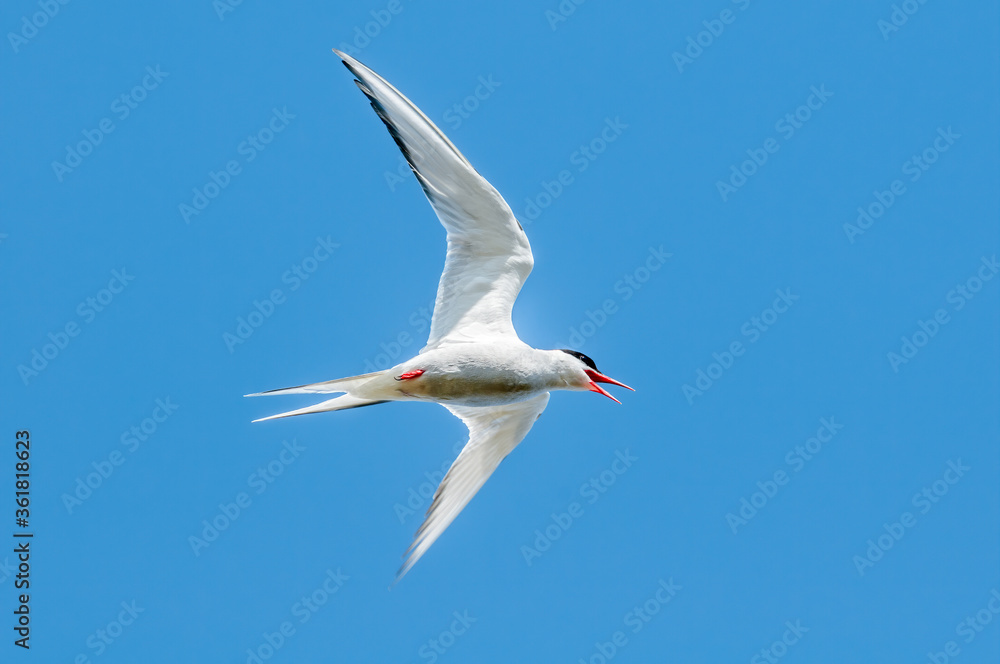 Fototapeta premium Arctic Tern (Sterna paradisaea) in Barents Sea coastal area, Russia