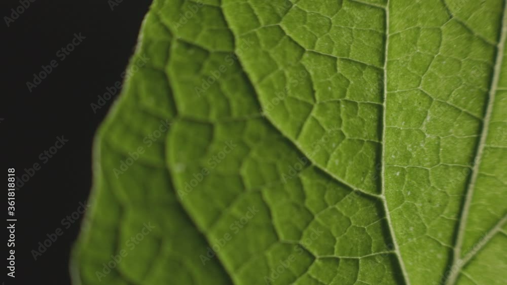 Green Leaf Texture On Black Background. - macro shot Green Leaf Texture On Black Background. - macro shot