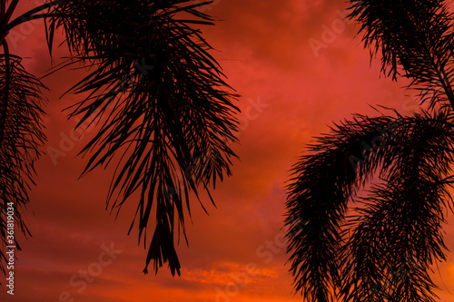 Silhouetted by a palm tree on the background of an unusual fiery red tropical sunset.