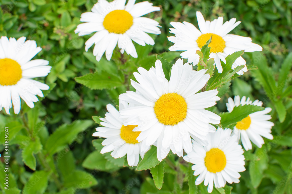 Fototapeta premium Margeriten Blüten im Sommer / Blooming Marguerite in summer