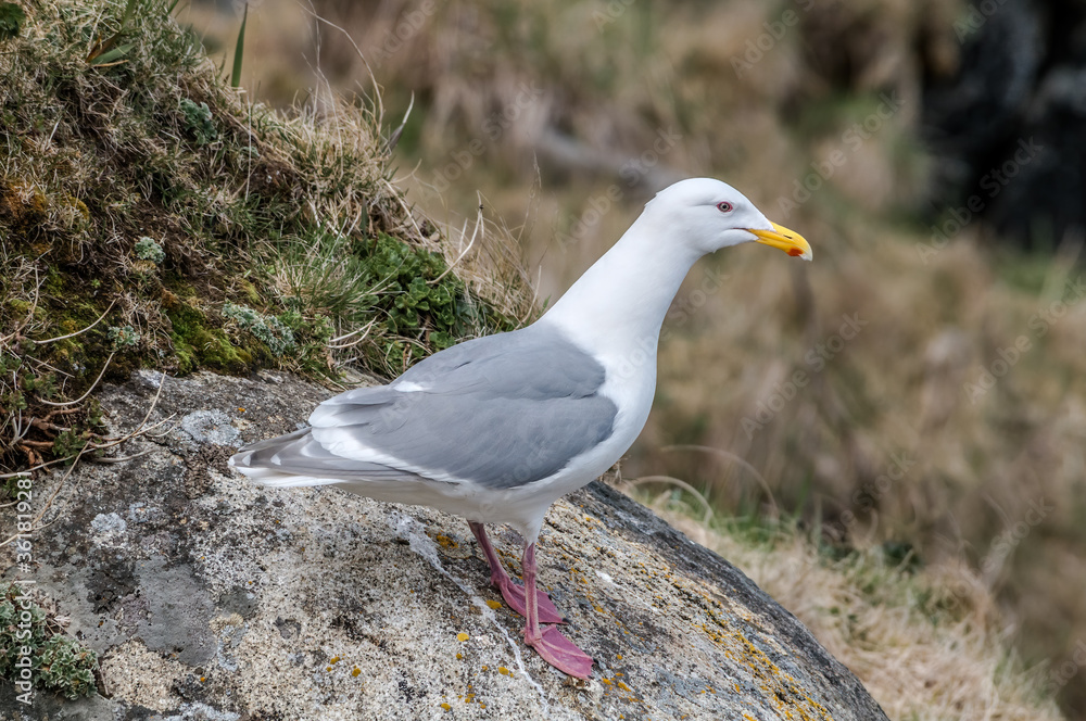 Glaucous-winged Gull (Larus glaucescens) at Chowiet Island, Semidi Islands, Alaska, USA Glaucous-winged Gull (Larus glaucescens) at Chowiet Island, Semidi Islands, Alaska, USA