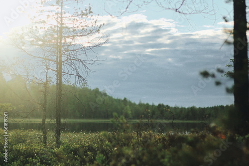 morning in the forest