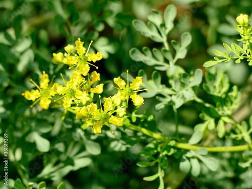 herb-of-grace, medicinal plant with flower