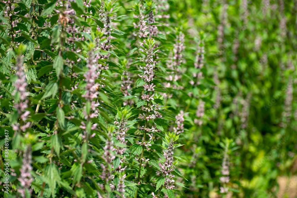Botanical collection of medicinal plants, Leonurus cardiaca, motherwort or throw-wort, lion's tail. Botanical collection of medicinal plants, Leonurus cardiaca, motherwort or throw-wort, lion's tail.