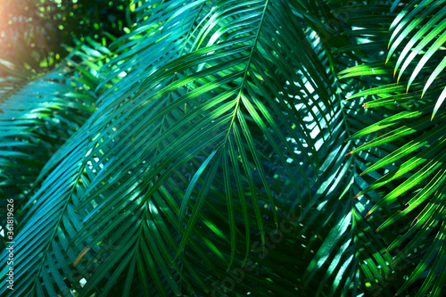 Natural dark green leaves Abstract green texture 