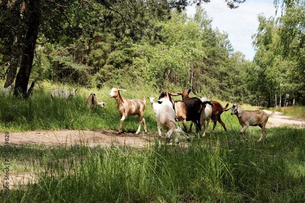 Fototapeta premium goats in the forest eat grass autumn grass animals