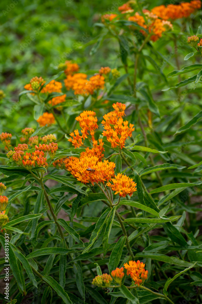 Botanical collection of insect friendly or decorative plants and flowers, Asclepias tuberosa or milkweed, butterfly flower, silkweed, silky swallow-wort, Virginia silkweed plant Botanical collection of insect friendly or decorative plants and flowers, Asclepias tuberosa or milkweed, butterfly flower, silkweed, silky swallow-wort, Virginia silkweed plant