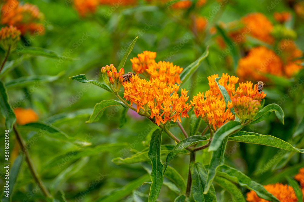 Botanical collection of insect friendly or decorative plants and flowers, Asclepias tuberosa or milkweed, butterfly flower, silkweed, silky swallow-wort, Virginia silkweed plant Botanical collection of insect friendly or decorative plants and flowers, Asclepias tuberosa or milkweed, butterfly flower, silkweed, silky swallow-wort, Virginia silkweed plant