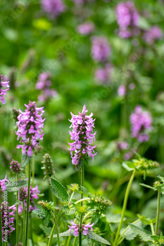 Botanical collection of medicinal plants and herbs  Betonica or Stachys officinalis  hedgenettle  betony  bishopwort plant