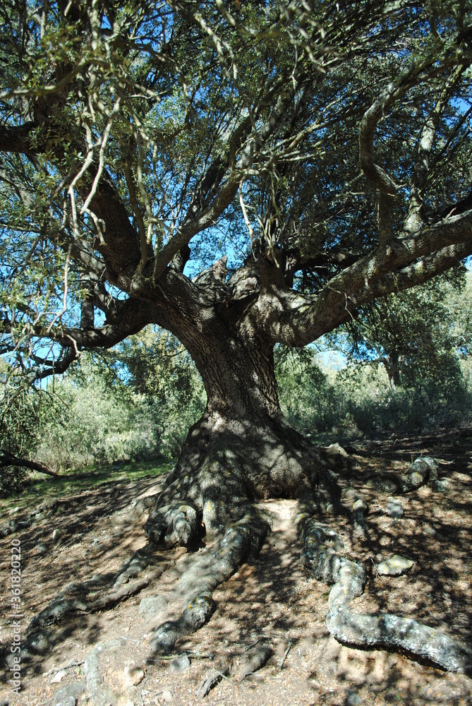 arbol arbol