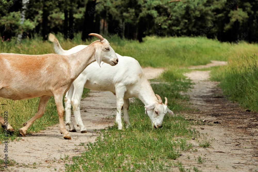 goats in the forest eat grass autumn grass animals goats in the forest eat grass autumn grass animals