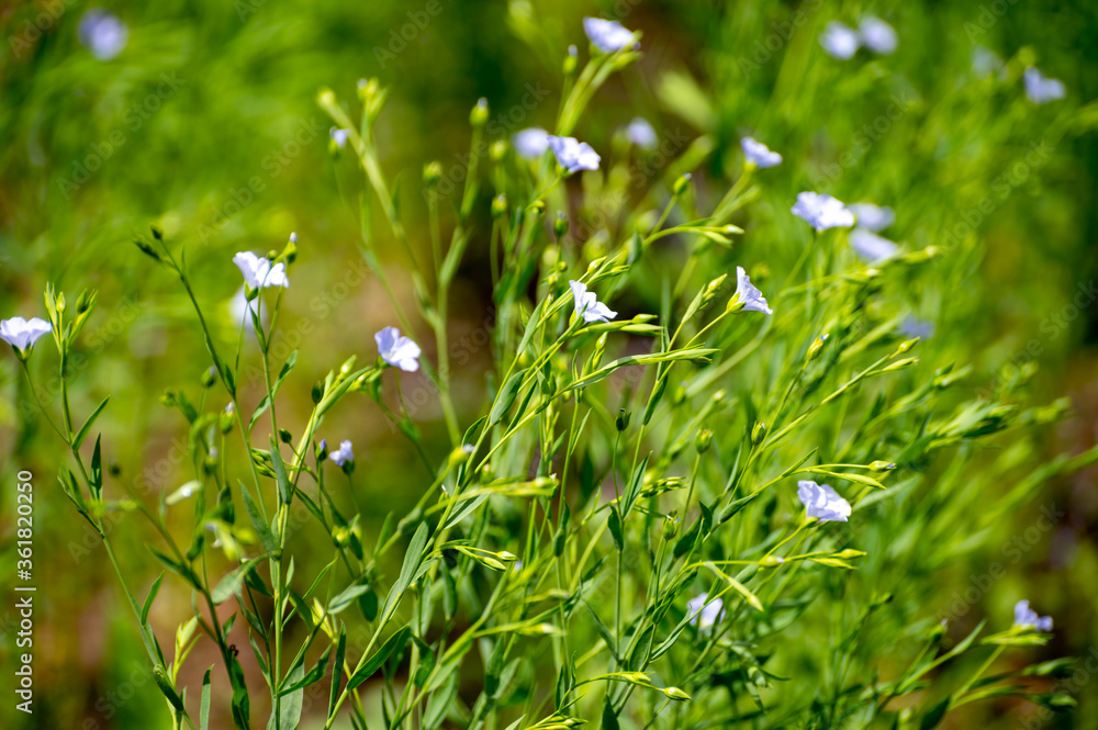 Botanical collection of medicinal and edible plants, Flax or Linum usitatissimum or linseed, food and fiber crop Botanical collection of medicinal and edible plants, Flax or Linum usitatissimum or linseed, food and fiber crop