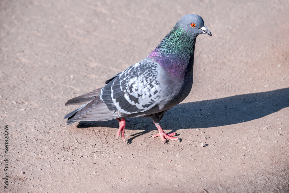 Rock Dove (Columba livia) in park, Moscow, Russia Rock Dove (Columba livia) in park, Moscow, Russia