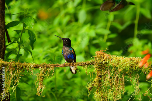 Coronita Aterciopelada / Velvet Purple Coronet / Boissonneaua Jardini - Ecuador, Reserva de Biósfera del Chocó Andino photo