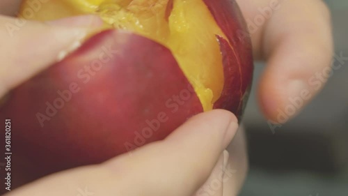 close up of hands tears a nectarine in two pieces