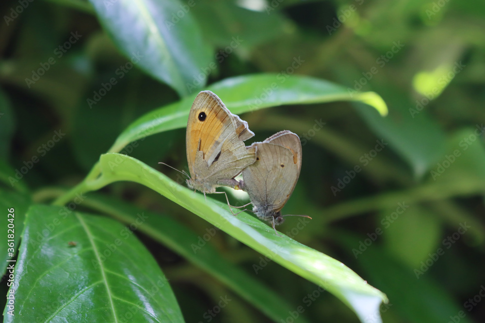 Fototapeta premium Two orange and brown butterflies mating on a green leaf in the garden. Lycaena phlaeas butterflies on springtime 