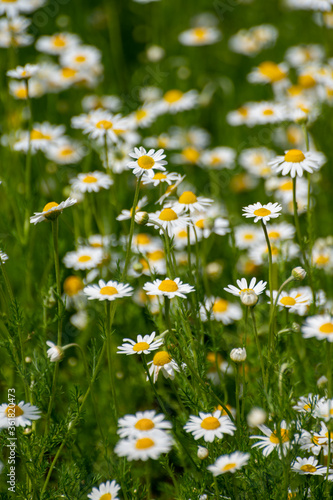 Foto Botanical collection of medicinal plants, Chamaemelum nobile or Roman chamomile,