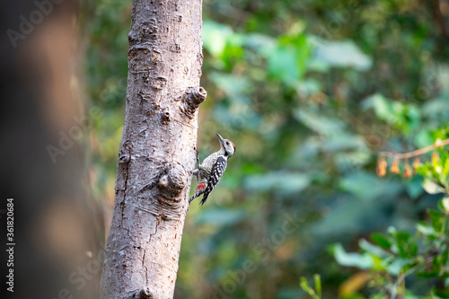 Freckle - breasted woodpecker