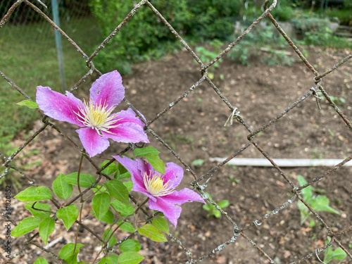 Blütenpflanzen halten sich an verrosteten Maschendrahtzaun, im Hintergrund ein nutzgarten mit Beet und Erde photo