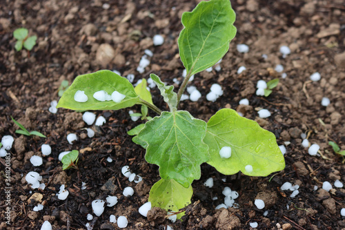 Obraz na plátně Hailstones on Eggplant after a storm