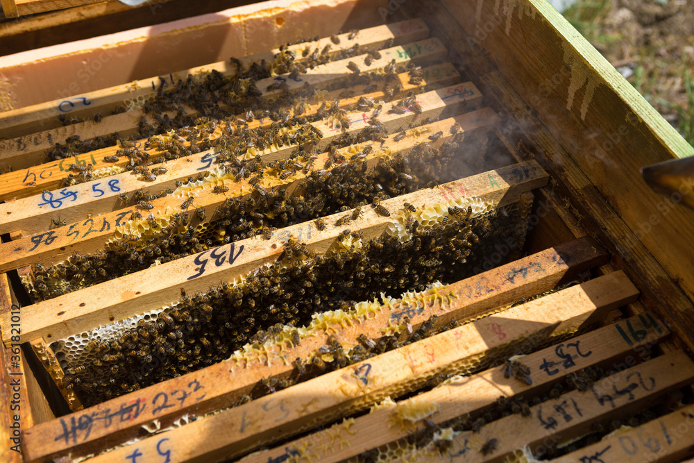 Closeup of a frame with a wax honeycomb of honey with bees on them. Apiary workflow. Closeup of a frame with a wax honeycomb of honey with bees on them. Apiary workflow.