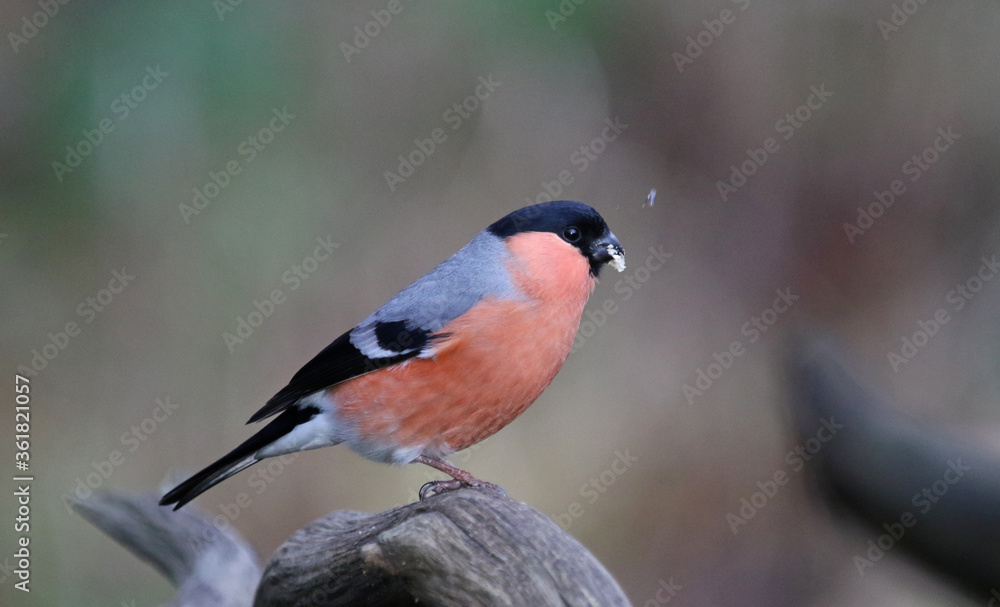 Bullfinch feeding in a woodland setting Bullfinch feeding in a woodland setting