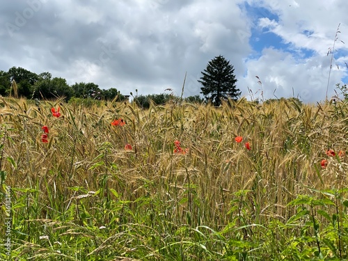 Getreidefeld mit hohen Halmen und Mohnblumen dazwischen dahinter eine Baumreihe, ein Baum ragt heraus. Der Himmel blau mit einducksvollen weißen Wolken