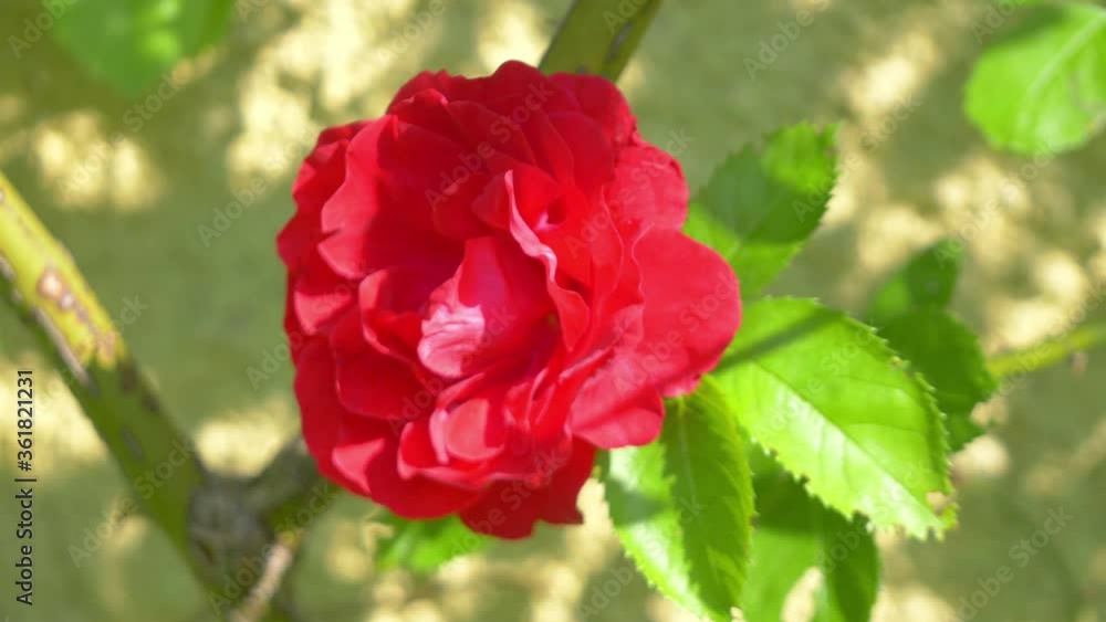 Red roses in the garden in 4k slow motion 60fps Red roses in the garden in 4k slow motion 60fps