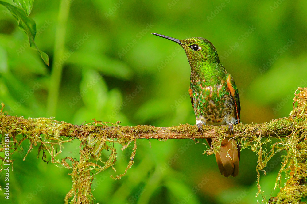 Fototapeta premium Coronita colihabana / Buff-tailed Coronet /Boissonneaua flavescens - Ecuador, Reserva de Biósfera del Chocó Andino