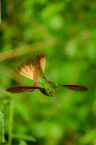 Coronita colihabana / Buff-tailed Coronet /Boissonneaua flavescens - Ecuador, Reserva de Biósfera del Chocó Andino