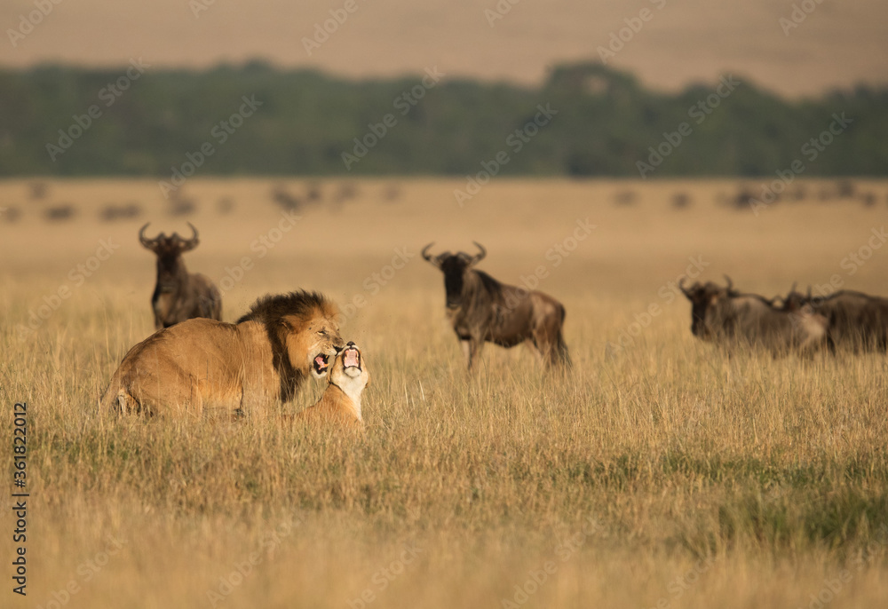 Fototapeta premium Lion and lioness making love at Masai Mara, Kenya