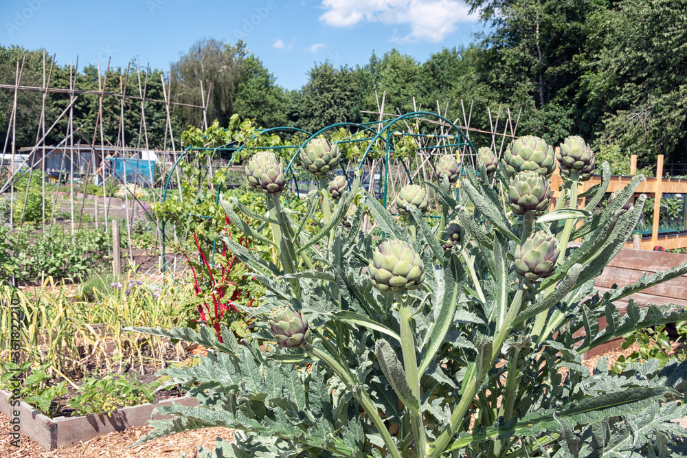 Dutch allotment garden with artichoke plants and bean stakes Dutch allotment garden with artichoke plants and bean stakes