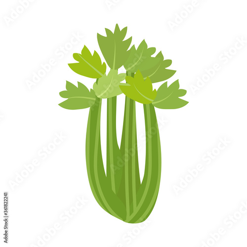 Celery stalk. Healthy food. Vector. In the style of hand drawing.