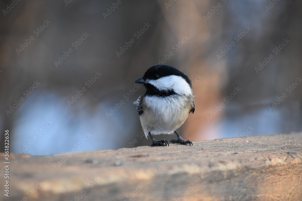 Fototapeta premium Black-Capped Chickadee