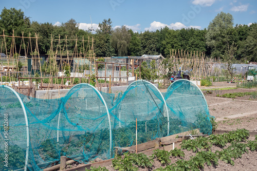 Dutch allotment garden with protected vegetables, bean stakes and sheds