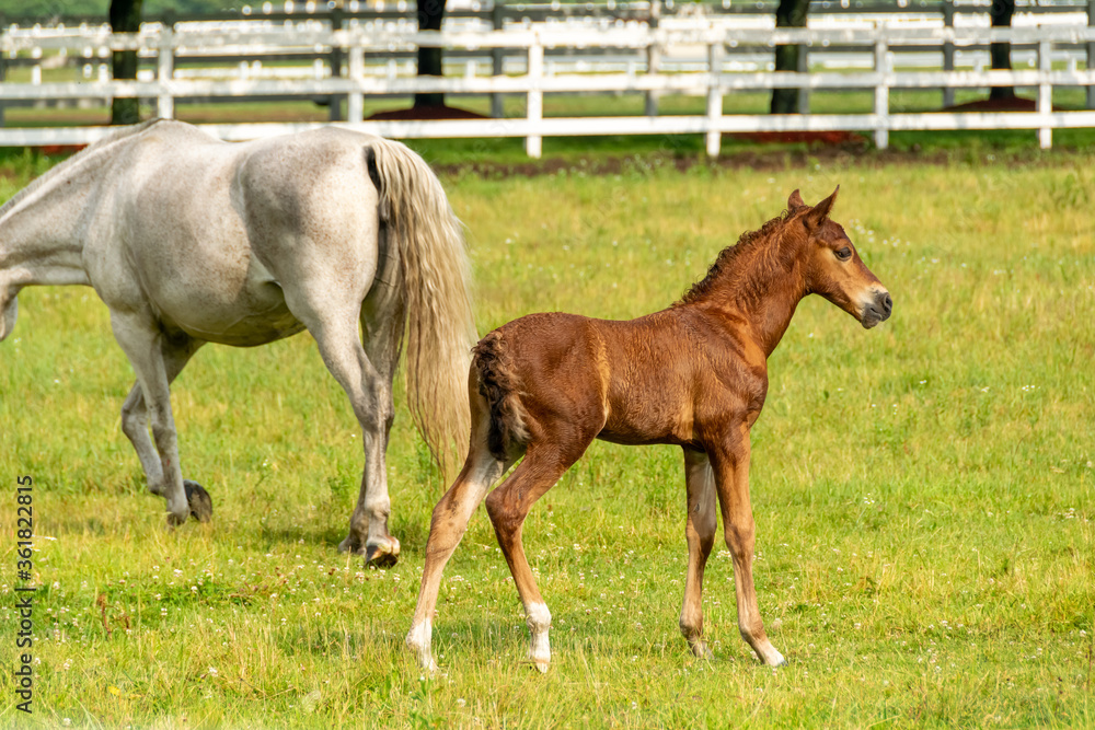 Obraz premium Colt 1