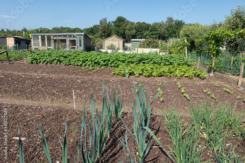 Schilderij op canvas Dutch allotment garden with leek, onions, potatoes and shed