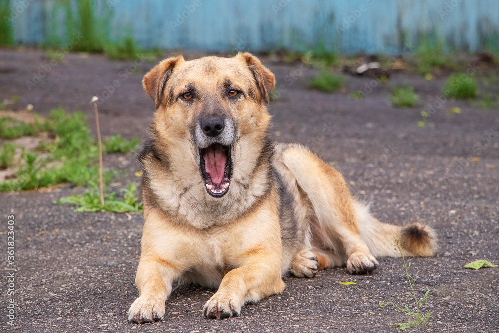 Fototapeta premium A dog with his mouth open is lying on the asphalt