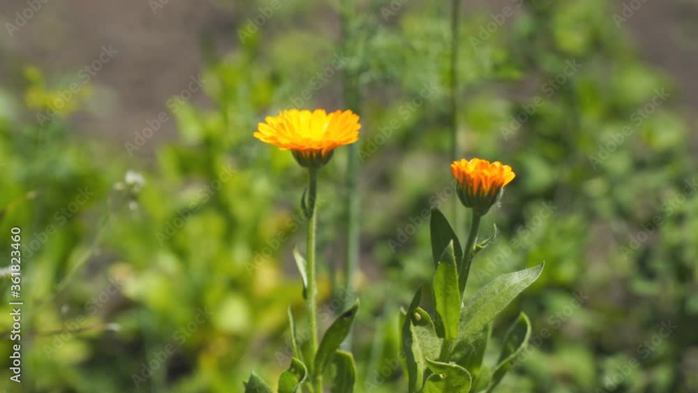 Orange marigold flower in the garden on the bed. Calendula officinalis Orange marigold flower in the garden on the bed. Calendula officinalis
